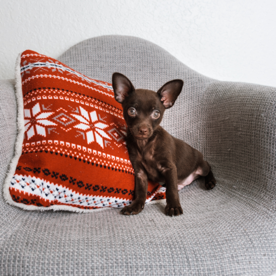 brown chihuahua puppy sitting on chair